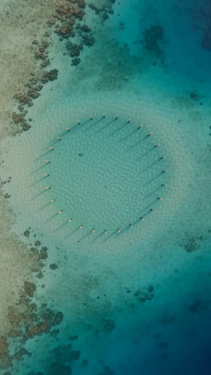 A perfect circle of timber piles marked on a turquoise lagoon reef
